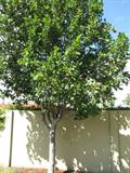doveplum, pigeon Seagrape , tietongue